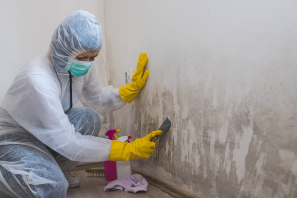 Best Mold Remediation Services  in Hampton Bays, NY