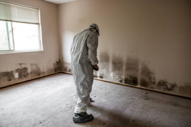 Best Mold Remediation  in Hampton Bays, NY