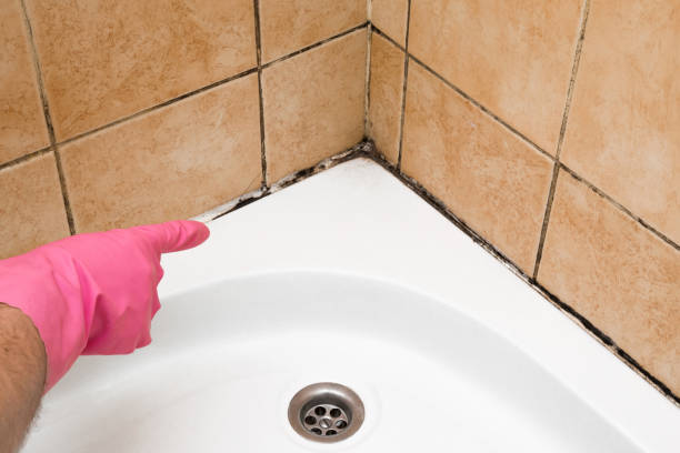 Professional Mold Removal in Hampton Bays, NY
